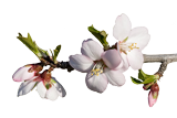Almond_blossom
